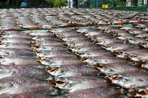 Lai tạo giống cá sặc rằn năng suất cao