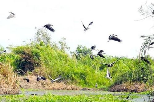 Đề xuất dự án bảo tồn vườn chim quý hiếm tại Hậu Giang