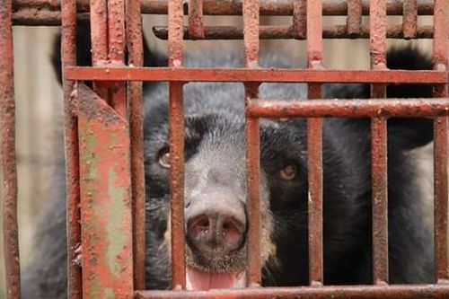 Cứu hộ thành công gấu ngựa mang tên Hải Phòng, chuyển về Huế chăm sóc