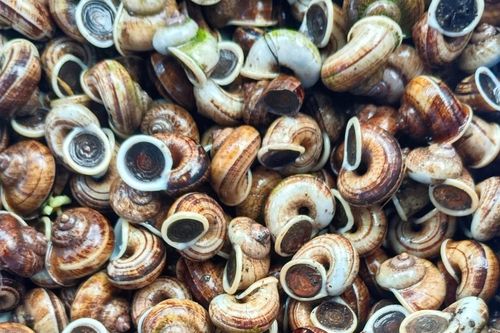 Đặc sản mùa hè ở Ninh Bình ăn giòn sần sật, ngon hơn vào ngày mưa