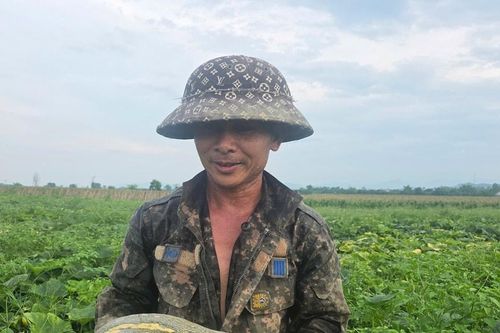 Nông dân Nghệ An thu nhập khá từ trồng bầu mật 'khổng lồ'
