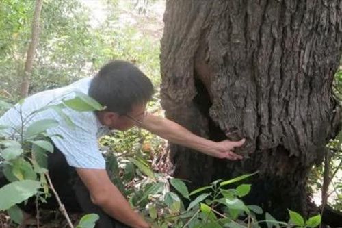 Việt Nam sở hữu loài cây quý hiếm nhất thế giới, cứng như sắt, hiện tại chỉ còn 13 cây