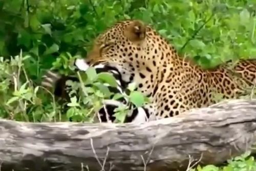 CLIP: Báo hoa mai hạ gục ngựa vằn non, kéo xác lên cây để tránh kẻ thù