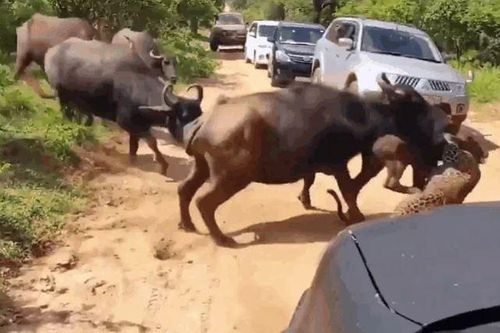 CLIP: Bị đàn trâu rừng điên cuồng truy sát, báo hoa mai nhận kết cục khó tin