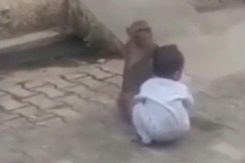 CLIP: Khỉ 'bắt cóc' em bé 2 tuổi mang ra đường và cái kết đầy kịch tính
