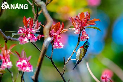 Về với hoa, với rừng