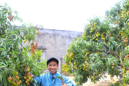 Vải ngọt đầu mùa ở Kbang