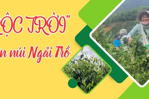 'Lộc trời' trên núi Ngải Trồ