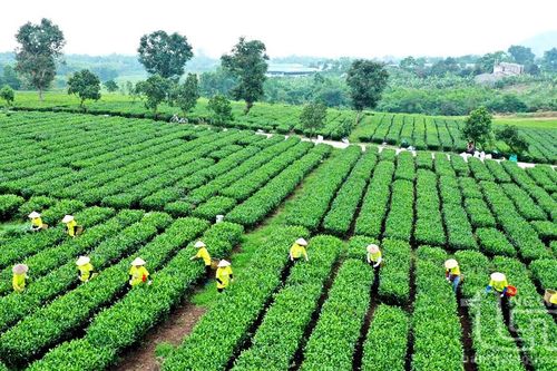 Sản xuất chè gắn với bảo vệ môi trường