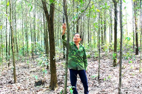Tân Long khai thác tiềm năng nông, lâm nghiệp