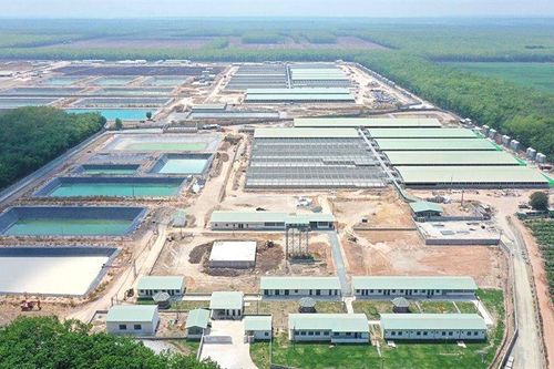 BaF Việt Nam (BAF): Dự báo giá heo hơi tăng trở lại ngưỡng 80.000 đồng/kg, 'khoe' lợi thế năng suất