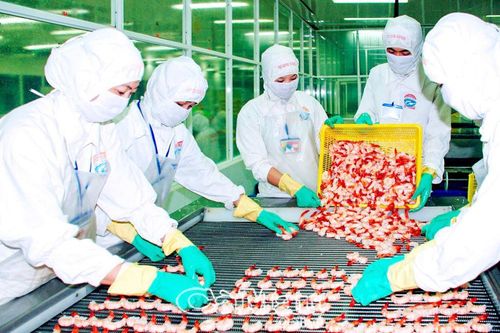 Mỹ áp thuế đối ứng - Lối đi nào cho con tôm xuất khẩu?
