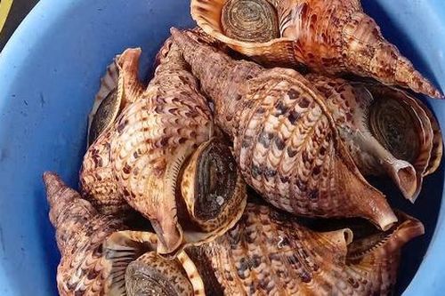 21 con ốc tù và quý hiếm trong một nhà hàng được thả ra biển