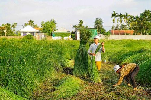 Nhọc nhằn nghề cói