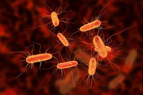 Triệu chứng phổ biến nhất khi nhiễm khuẩn E. coli