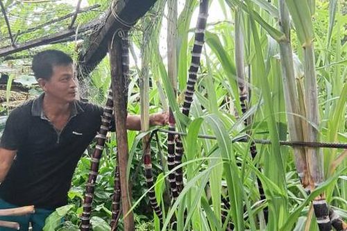 Chuyện 'thực túc binh cường' ở Trường Sa