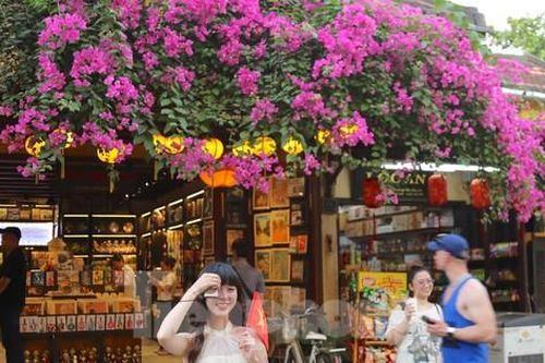 Bạn trẻ mê mẩn check in với loài hoa 'đặc sản' phố cổ Hội An