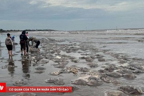 Hàng trăm tấn sứa dạt vào bờ biển Thịnh Long
