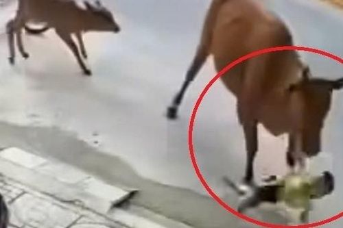 Bò thả rông tràn ra đường, húc văng cháu bé ở Đà Nẵng