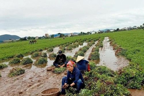 Lạc vụ Xuân mất mùa, nông dân Nghệ An thất thu