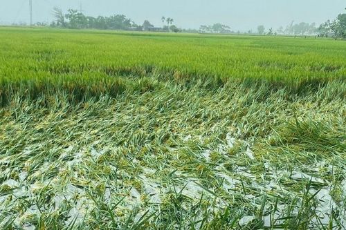 Nhiều diện tích lúa xuân của Nghệ An bị ngập úng và đổ gãy do mưa lớn và giông lốc