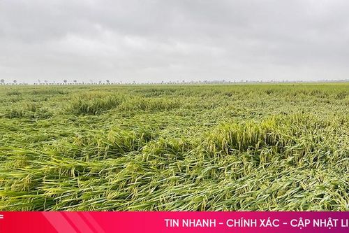 Hàng trăm ha lúa xuân bị đổ ngã do mưa lớn
