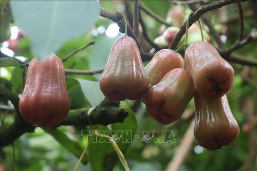 Cần Thơ cân nhắc mở rộng diện tích trồng roi