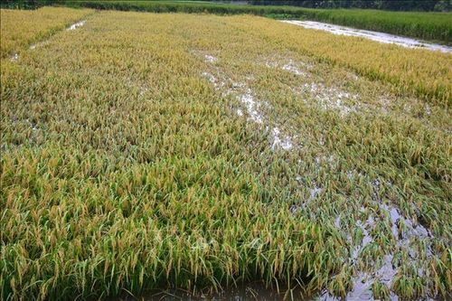 Tập trung khắc phục hậu quả lốc xoáy tại Hà Tĩnh