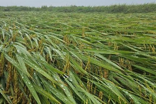 Hơn 1.600ha lúa ở Quảng Bình bị ngã đổ sau trận mưa lớn