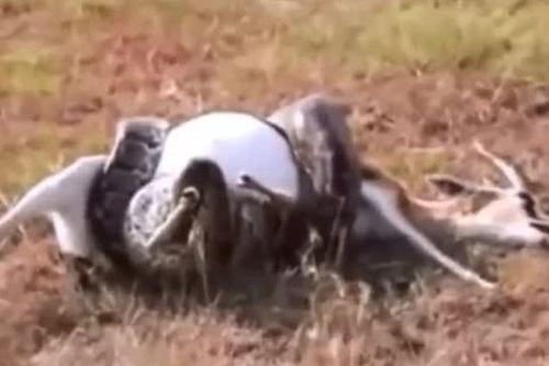 CLIP: Trăn khổng lồ siết chặt linh dương đến chết