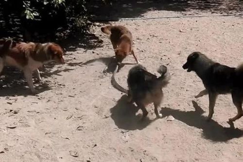CLIP: Cuộc chiến sinh tử giữa bầy chó và con rắn trong vườn nhà