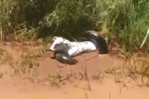 CLIP: Trăn khổng lồ bắt trộm bò, nông dân bất lực dù cố sức giải cứu