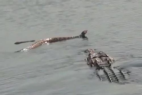 CLIP: Cá sấu hạ gục rắn độc khổng lồ trong tích tắc