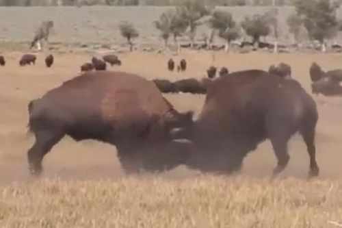 CLIP: Cuộc đối đầu mãn nhãn giữa hai 'chiến binh' bò rừng bison