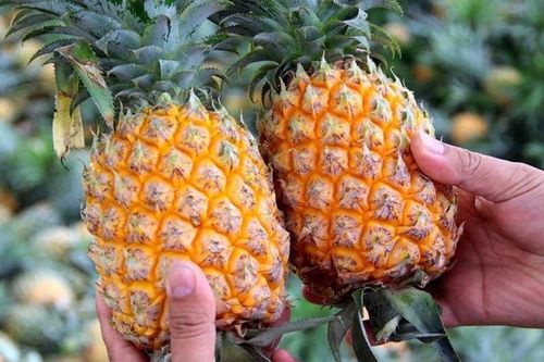 Chọn dứa thế nào cho chuẩn? Bỏ túi ngay 6 mẹo vàng từ nông dân lâu năm