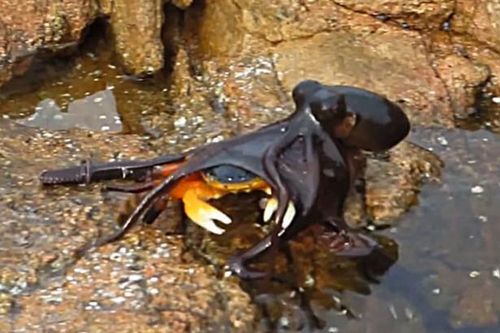 CLIP: Bạch tuộc 'siêu sát thủ' bất ngờ phi thân lên bờ truy sát cua