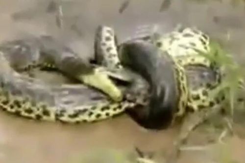 CLIP: Rùng mình cảnh trăn khổng lồ siết chặt và nuốt chửng cá sấu dưới nước