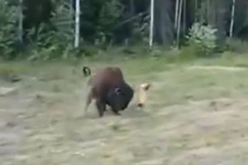CLIP: Chó pitbull hung hăng tấn công bò rừng 1,6 tấn và cái kết không bất ngờ