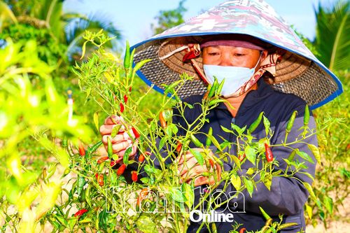 Ninh Hòa: Vụ ớt bấp bênh
