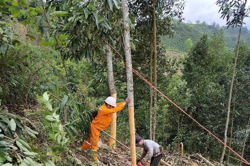 Điện lực Bảo Thắng đảm bảo an toàn hành lang lưới điện mùa thu hoạch quế