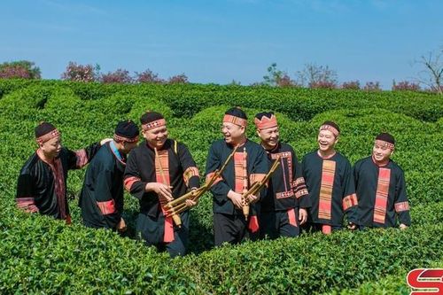 Đồi chè Mộc Châu - điểm đến hấp dẫn du khách