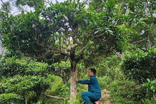 Cuộc sống đổi thay nhờ cây chè trăm tuổi ở Sơn La