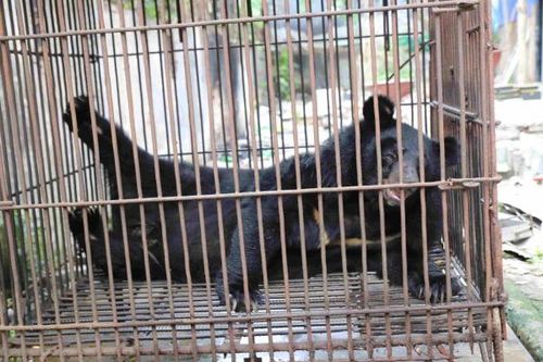 Cứu hộ gấu ngựa tên 'Hải Phòng' đúng dịp kỷ niệm 70 năm giải phóng thành phố cảng