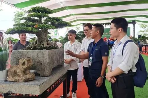 Ngành hoa cây cảnh đạt giá trị trên 45 nghìn tỷ đồng/năm