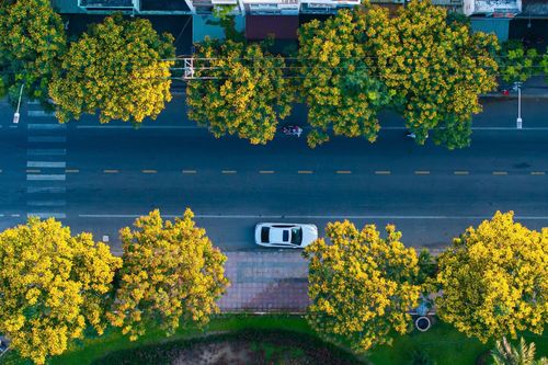 Phượng vàng khoe sắc, đẹp mơ màng giữa phố biển Quy Nhơn