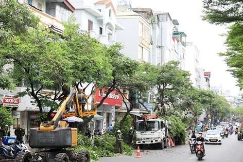 Hà Nội: Cắt tỉa cây xanh trước mùa mưa bão