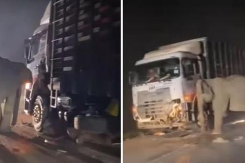 Voi con thiệt mạng khi sang đường, hành động của voi mẹ khiến ai cũng thương