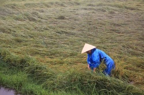 Mưa lớn bất thường khiến hàng nghìn ha lúa đổ rạp tại Quảng Bình