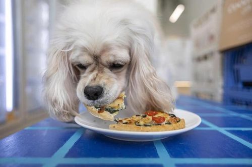 Trào lưu chó ăn pizza, cua sốt ớt như người ở Singapore