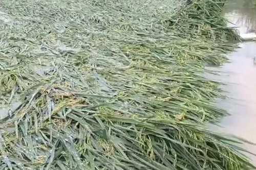 Quảng Bình: Khắc phục diện tích lúa bị ngã, đổ để giảm thiệt hại do mưa lớn